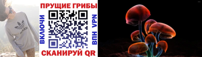 Купить где  Батайск  Псилоцибиновые грибы GOLDEN TEACHER 